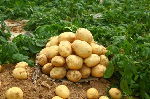 土豆播种时间和技术要点介绍 土豆播种时间和方法
