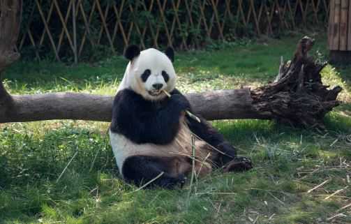 熊猫主要吃什么食物 熊猫主要吃什么食物为主