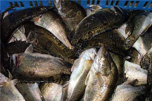 2020年鳜鱼多少钱一斤？养殖前景如何？养殖最新技术有哪些？