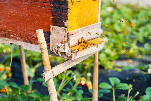 新手养殖蜜蜂要注意什么 新手蜜蜂养殖十大禁忌