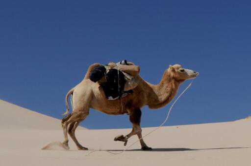 澳大利亚射杀骆驼的原因是什么 澳大利亚已射杀5000头骆驼