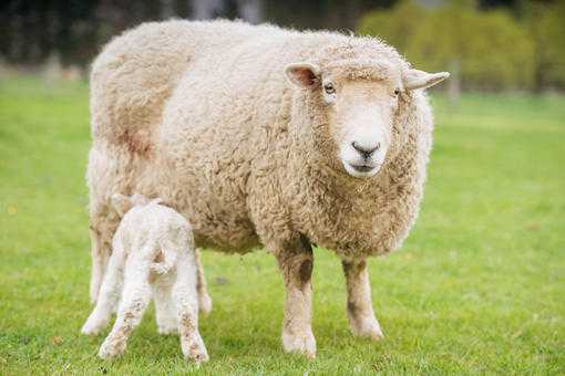 2019年入冬后羊肉涨价，为何羊绒价格不涨反跌？