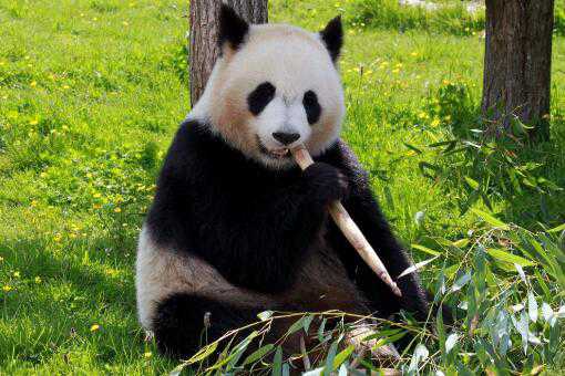 熊猫能活多少年 熊猫能活多少年为什么