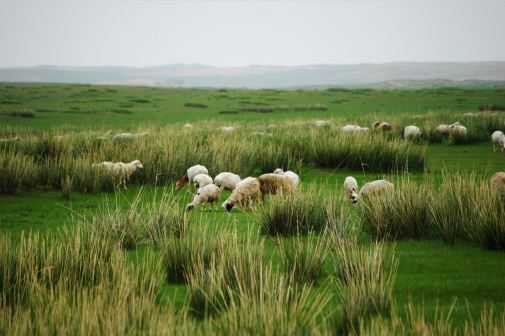 想养羊的话怎样审批养殖场（办一个养羊养殖场需要什么手续）