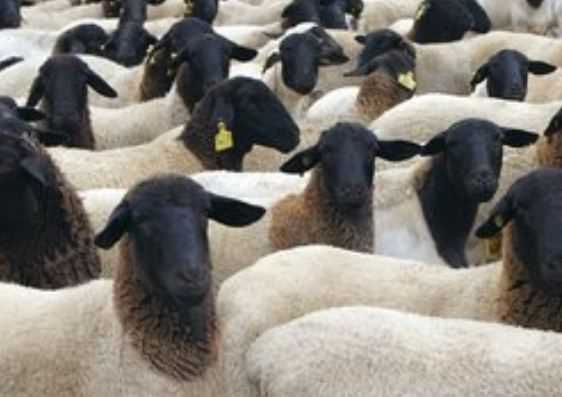 种羊大概多少钱一只？饲养要点有哪些？