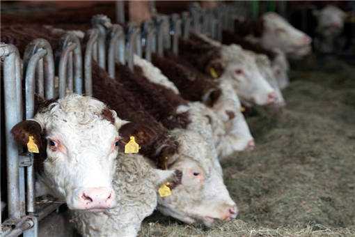 春季养牛的寄生虫病防治方法有哪些？养牛户都来看看！