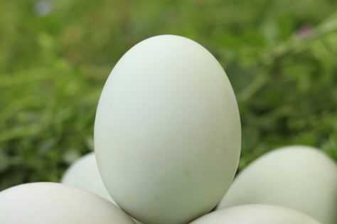2020年鸭蛋批发价格是多少钱一斤 鸭蛋多少钱一斤现在市场价2021