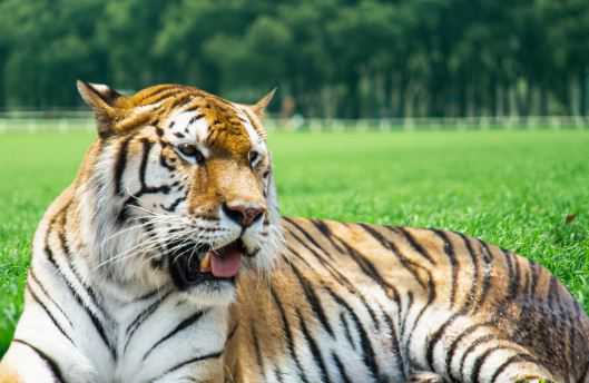 老虎的品种有哪些 老虎的品种有哪些图片