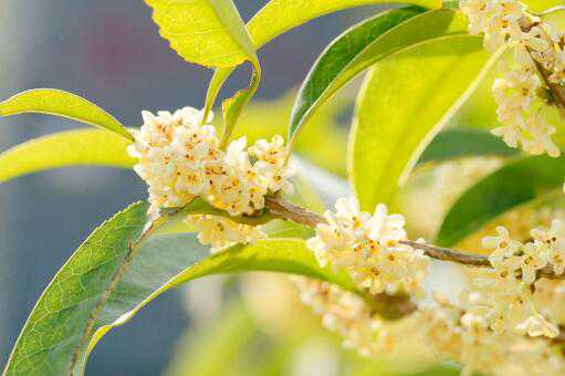 什么树可以和桂花嫁接（桂花能与哪种树嫁接）