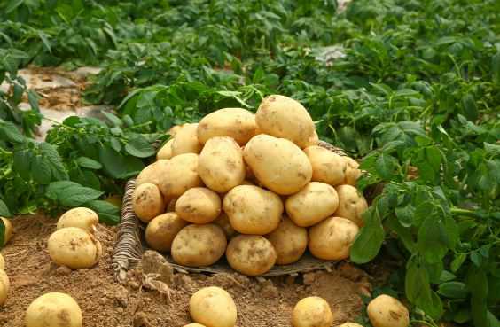 现在土豆价格大概多少钱一斤 现在市场价土豆多少钱一斤
