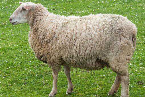 羊肉的价格是多少元一斤（羊肉的市场价格是多少钱一斤）