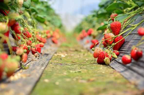 现在草莓多少钱一斤 现在草莓多少钱一斤2021