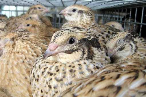 2020年珍禽养殖什么前景好？这6个品种收益好！值得一试！