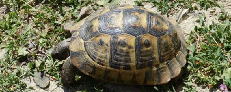 石板龟和草龟的区别 石龟跟草龟的区别