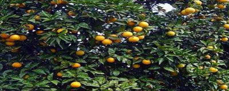 橙子树几年结果 橙子树多长时间结果