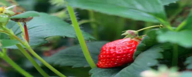 草莓籽怎么种小盆栽 如何用草莓籽种草莓盆栽