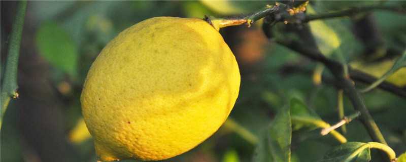 柠檬树种植几年开花结果 种植的柠檬树多少年开花结果