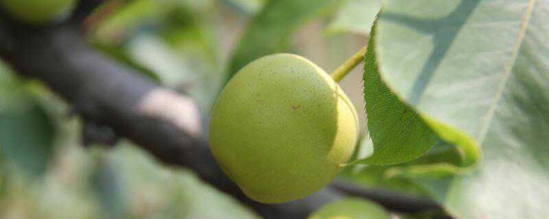 梨树种植几年结果（梨树能结果多少年）