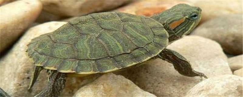 草龟与巴西龟的区别 草龟与巴西龟的区别在哪里