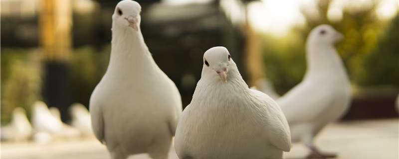 白鸽喜欢吃什么 白鸽喜欢吃什么粮食