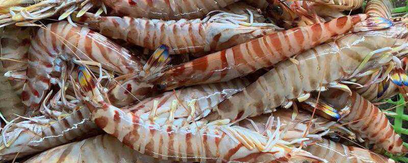 花虾和斑节虾的区别