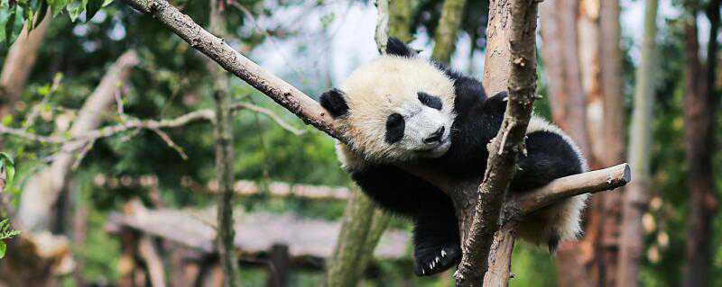 大熊猫和小熊猫的区别在哪儿 大熊猫和小熊猫的区别在哪儿图片
