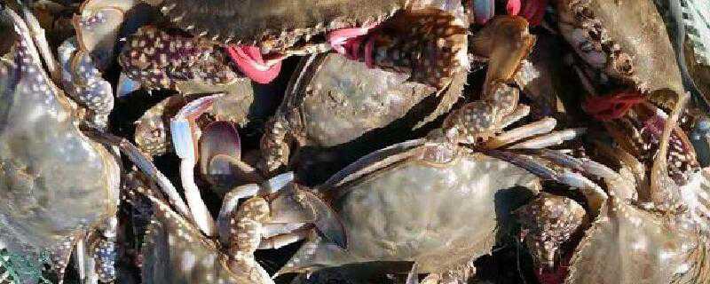 刚刚死的梭子蟹能吃吗（刚刚死的梭子蟹可以吃吗）