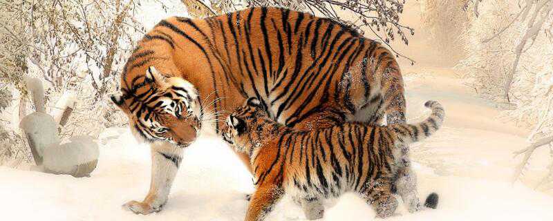 老虎喜欢吃什么食物 老虎喜欢吃什么食物简笔画