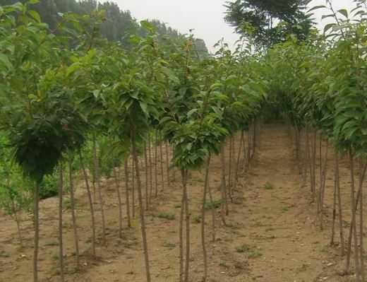 樱花树苗价格是多少钱一棵 樱花树苗大概多少钱一颗