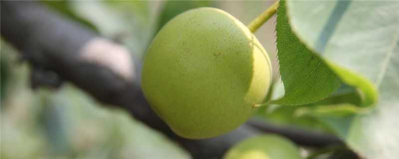 梨种植几年能结果 梨种植几年能结果啊