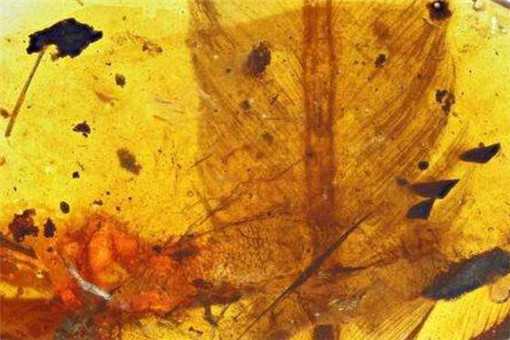 亿年前凶猛古鸟类是怎么被发现的（原始鸟类出现在几百万年前）