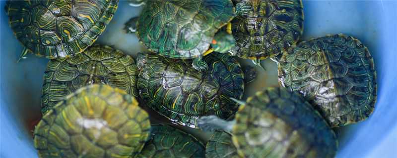 草龟和乌龟的区别 草龟与水龟的区别