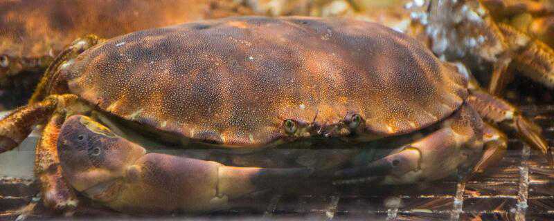 黄道蟹和面包蟹的区别 黄道蟹和面包蟹有什么区别