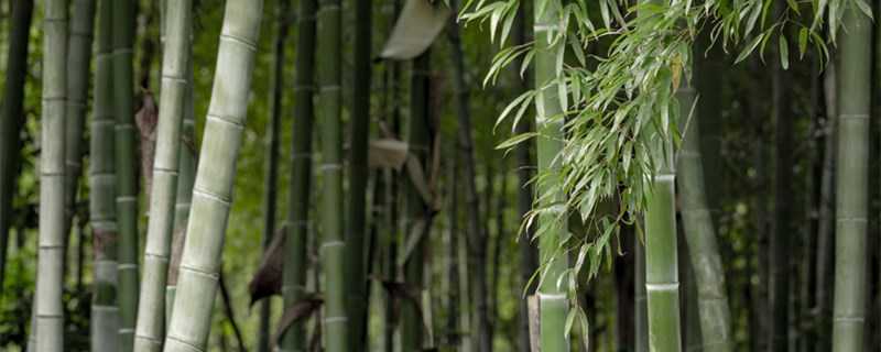 竹子加工创业项目 关于竹子的创业项目