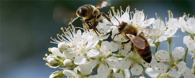 蜜蜂怎么过冬 蜜蜂怎么过冬的方法