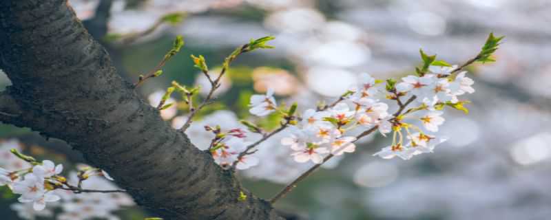 樱花是常绿乔木还是落叶乔木 樱花属于常绿乔木还是落叶乔木