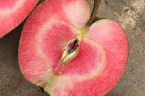 种一亩地红肉苹果需要多少苗（一亩地能种多少西红柿苗）