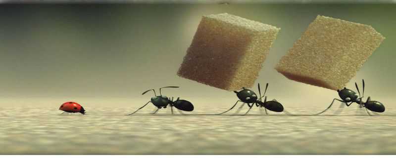 蚂蚁怎么交配繁殖后代 蚂蚁的繁殖方式