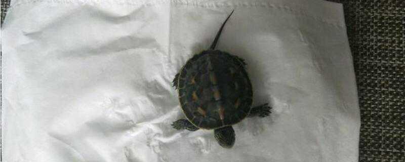 花龟怎么过冬 花龟如何冬眠?