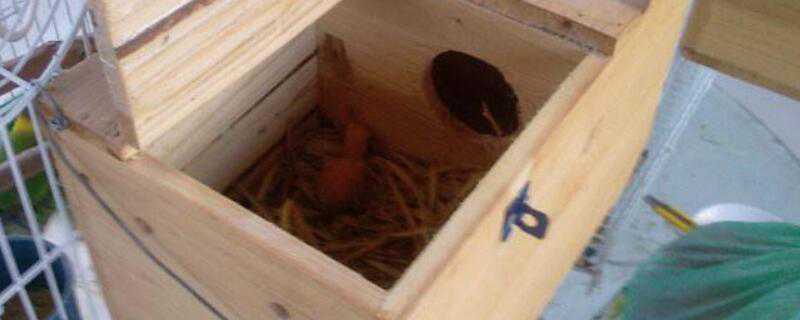 繁殖箱怎么挂（繁殖箱怎么挂外面视频）