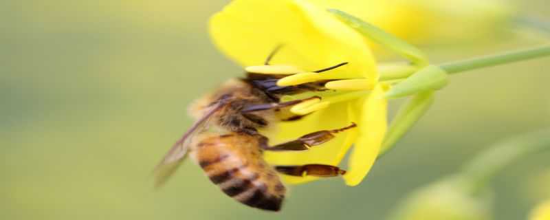小蜜蜂是怎么过冬的 小蜜蜂是怎么过冬的视频