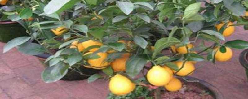 盆栽柠檬几年结果 盆栽柠檬几年开花