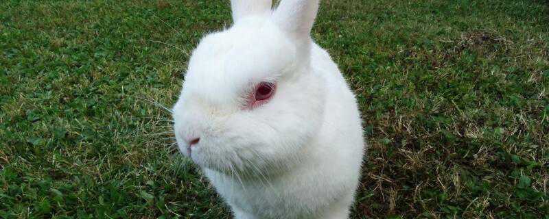 小白兔喜欢吃什么 小白兔喜欢吃什么蔬菜
