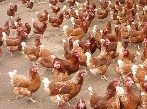 海兰褐蛋鸡苗价格是多少钱一只 现有海兰褐蛋鸡苗多少钱一只