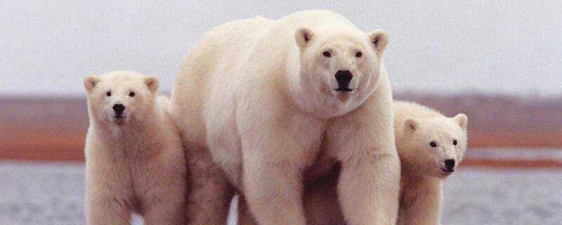 北极熊怎么过冬 北极熊怎么过冬简笔画