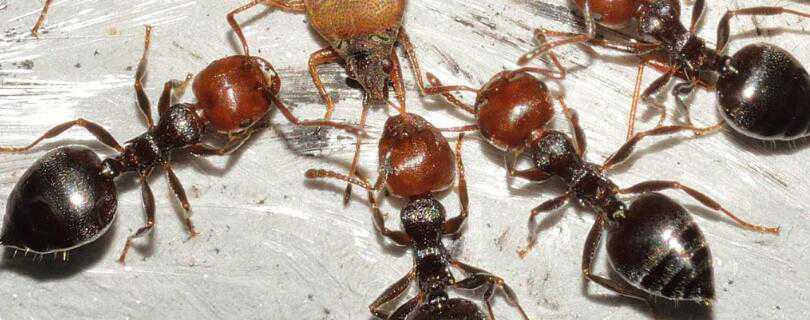 蚂蚁是怎么繁殖的 蚂蚁是怎么繁殖的答案