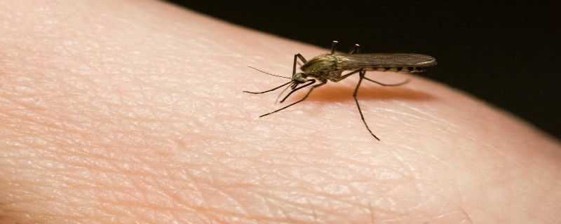 灭蚊子用什么农药 灭蚊子用什么农药效果最好