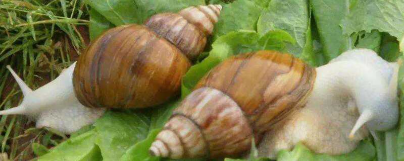 白玉蜗牛怎么繁殖 白玉蜗牛怎么繁殖后代