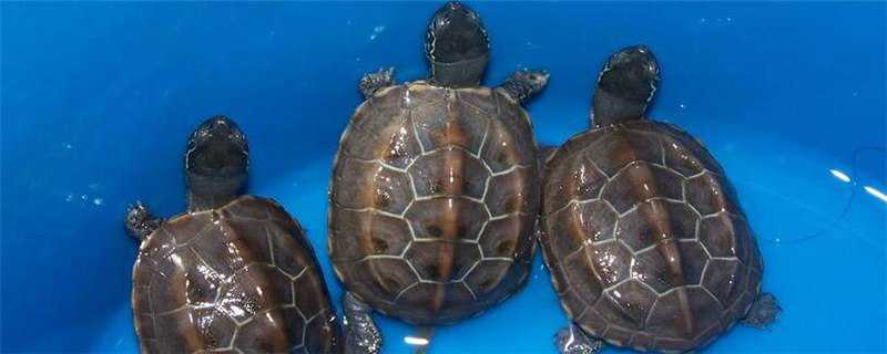 草龟和珍珠龟的区别