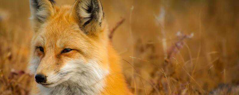 狐狸喜欢吃什么食物 狐狸喜欢吃什么食物我的世界